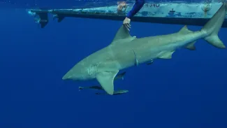 Sur la piste des requins